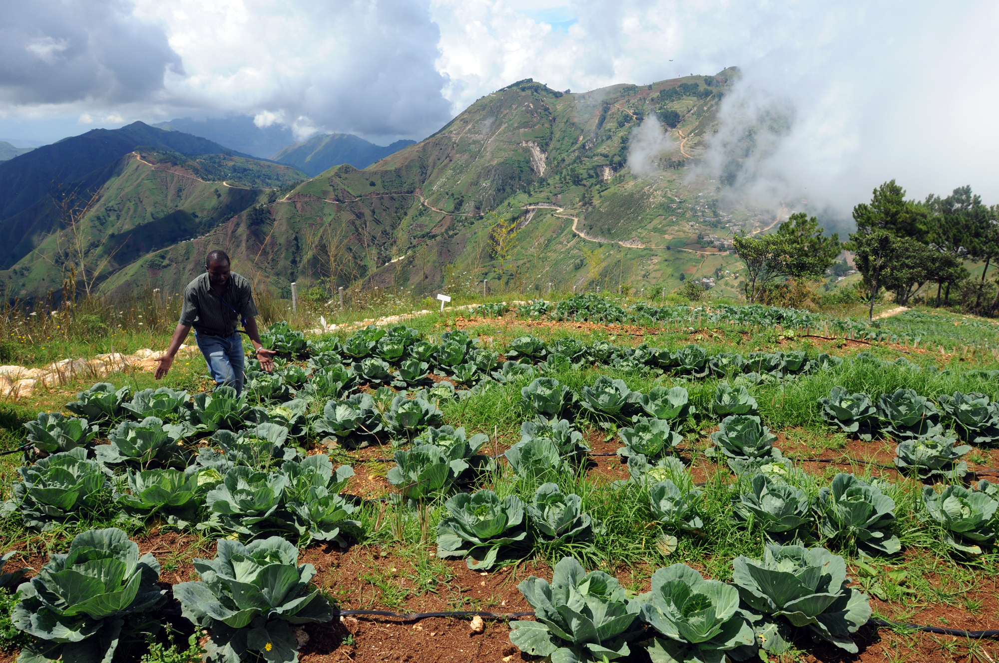 Amid_rows_of_cabbage,_Haiti
